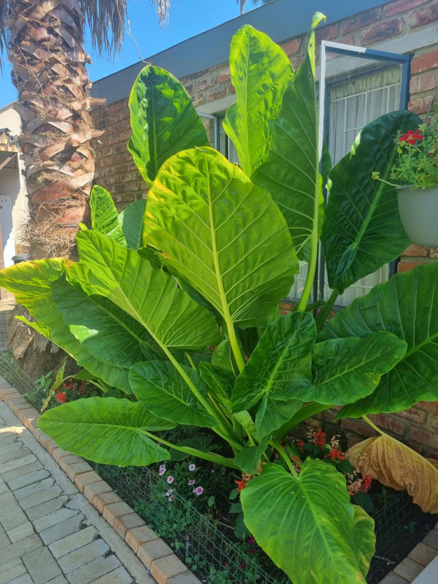 Grace B&B Potchefstroom Zewnętrze zdjęcie
